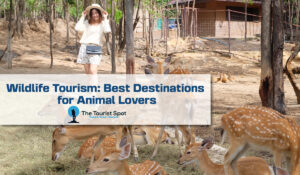 Wildlife Tourism: Best Destinations for Animal Lovers