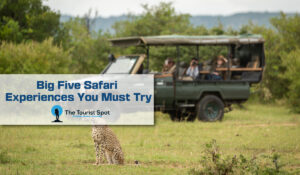 Big Five Safari Experiences You Must Try
