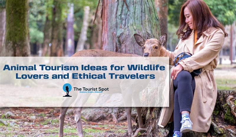 Animal Tourism Ideas for Wildlife Lovers and Ethical Travelers