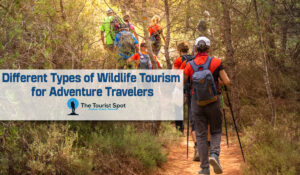 Different Types of Wildlife Tourism for Adventure Travelers