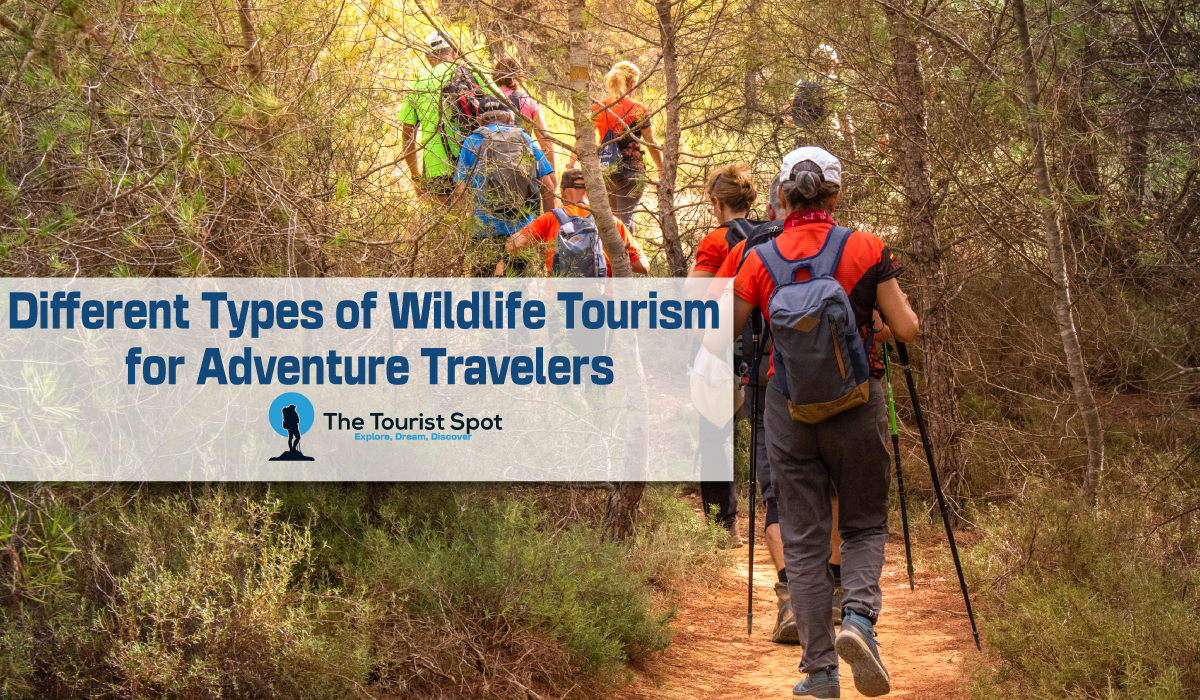 Different Types of Wildlife Tourism for Adventure Travelers