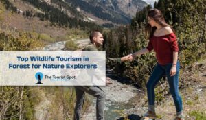 Top Wildlife Tourism in Forest for Nature Explorers